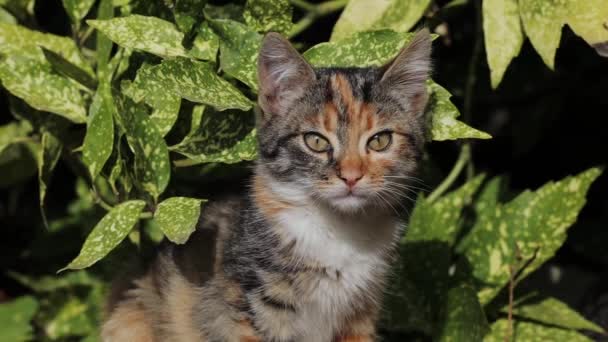 Hocico de un gato mullido multicolor en los arbustos entre hojas verdes — Vídeos de Stock