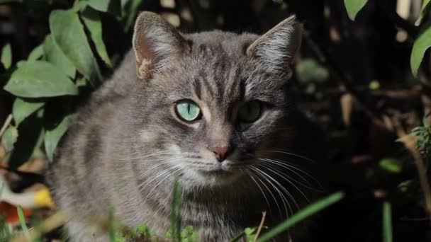 Kucing berbulu abu-abu dengan mata hijau duduk di semak-semak dengan daun hijau. Tutup. — Stok Video