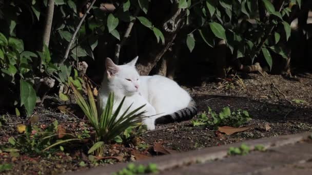 Biały kot z pasiastym ogonem leży w słońcu w krzakach wśród zielonych liści — Wideo stockowe