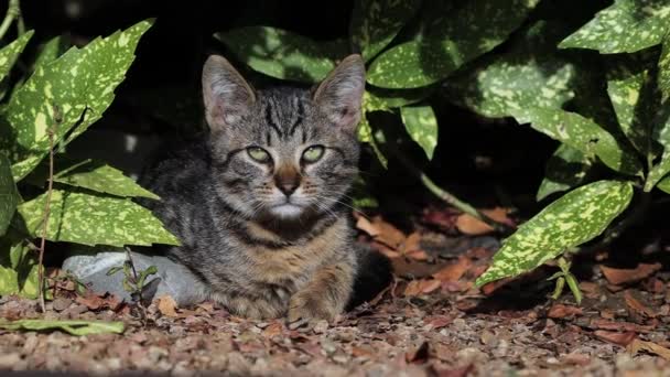 Bocal de um gato fofo multi-colorido nos arbustos entre folhas verdes — Vídeo de Stock