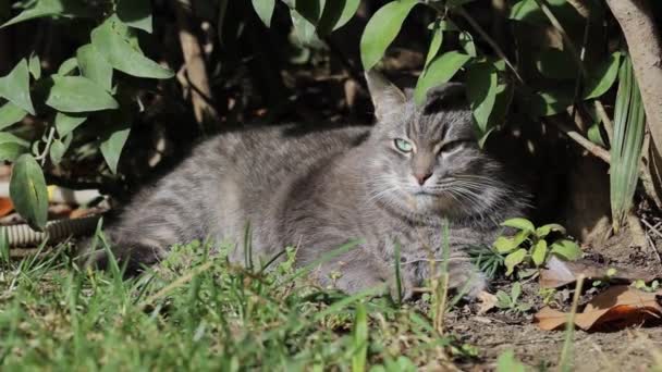 크고 푸른 눈을 가진 회색 솜털 고양이가 관목 과 잎 사이의 길에 놓여 있다. — 비디오