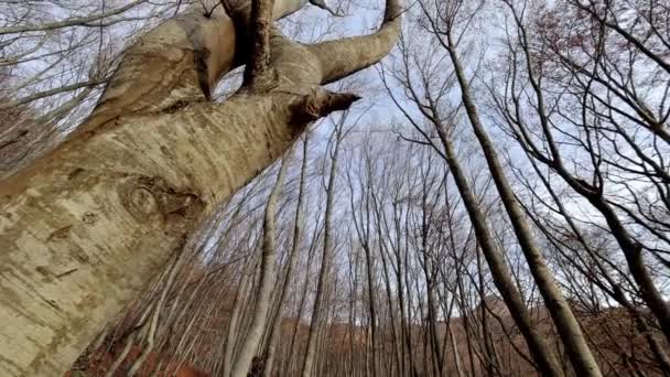 Bosco autunnale. Macchina fotografica che fotografa le cime degli alberi e il cielo da terra — Video Stock