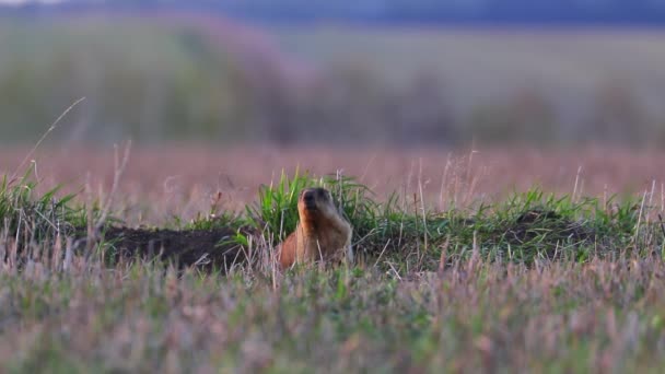 夕暮れ時のグラウンドホッグは穴から這い出て国立公園の牧草地に座っています。 — ストック動画