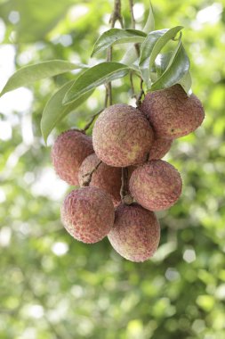 Lychee demet