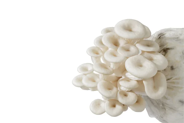 孤立的特写牡蛎蘑菇. — 图库照片