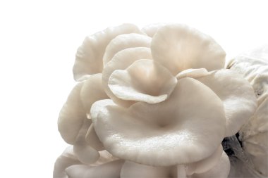 closeup istiridye mantar.