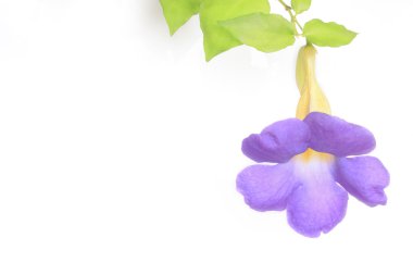 thunbergia, thunbergia battiscombei