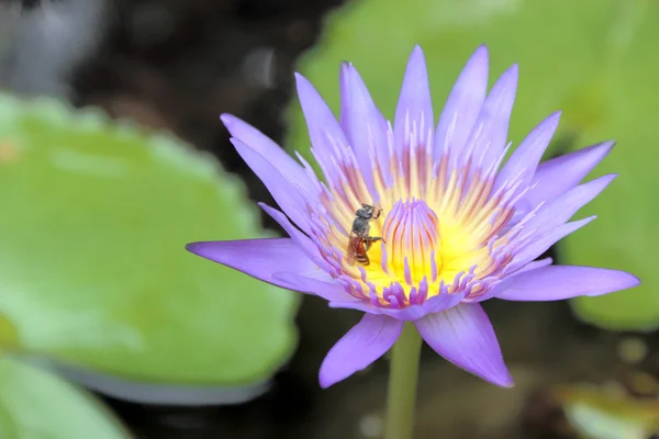 Bee and water lily — Stock Photo, Image