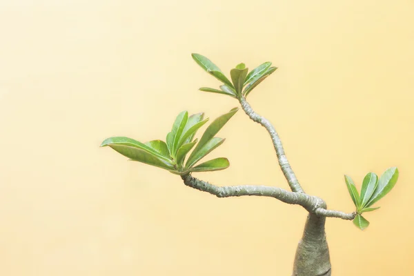 Rosa del deserto, giglio d'impala — Foto Stock