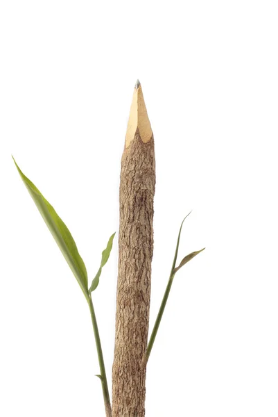 Wooden pencil with leaves — Stock Photo, Image