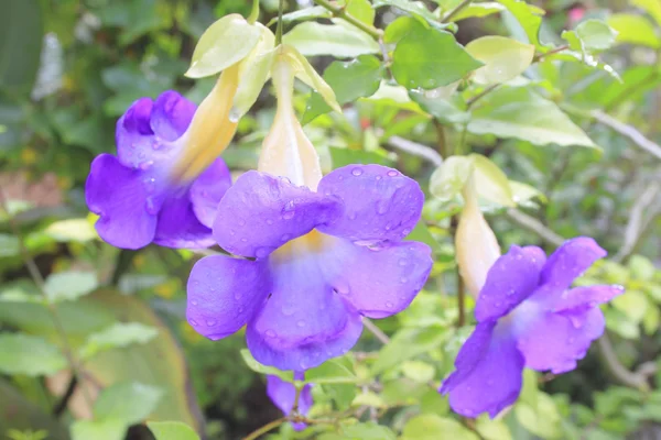 Tonbergia, tonbergia battiscombei — Foto Stock