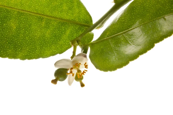 Cal de kaffir, fruto de bergamota — Fotografia de Stock