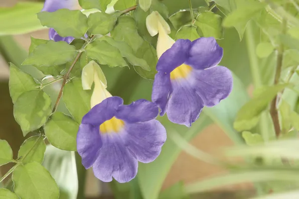 Thunbergia, thunbergia battiscombei — стоковое фото