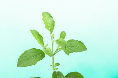 Kutsal fesleğen, ocimum sanctum