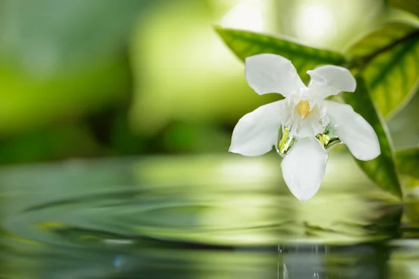 Closeup flor branca flutuando na água com gotas no jardim . — Fotografia de Stock
