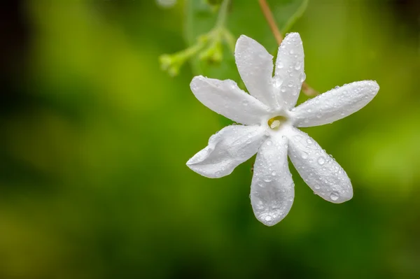 Красивый белый цветок в саду. — стоковое фото
