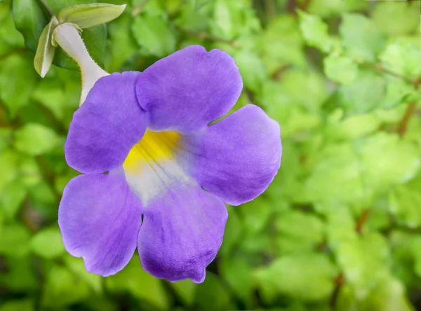 Thunbergia,thunbergia battiscombei — Stock Photo, Image