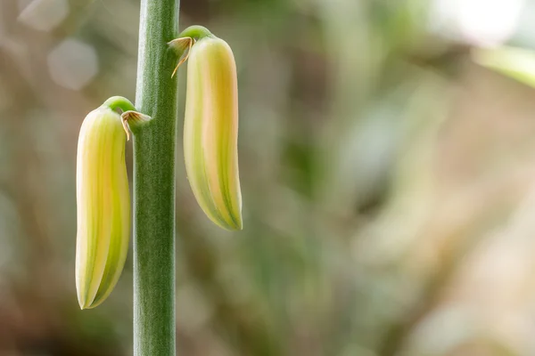 Flor de Aloe Vera en el jardín . —  Fotos de Stock