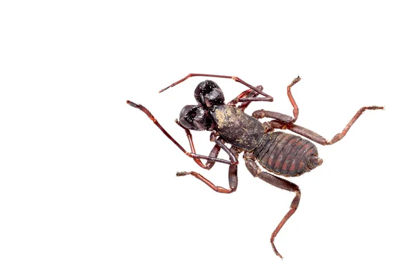 Ostor scorpion elszigetelt fehér. — Stock Fotó