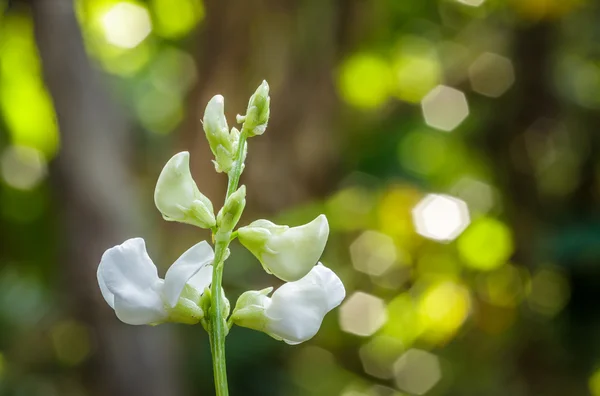 Fiore di fagiolo bianco in giardino . — Foto Stock