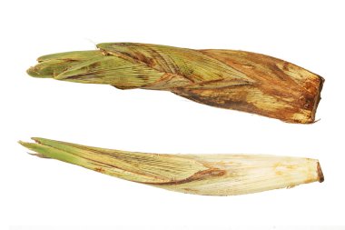 Sugar palm genç çiçek palmyra hurma izole, Asya, toddy palm, c