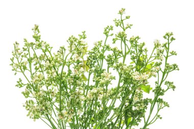 beyaz closeup neem çiçek .