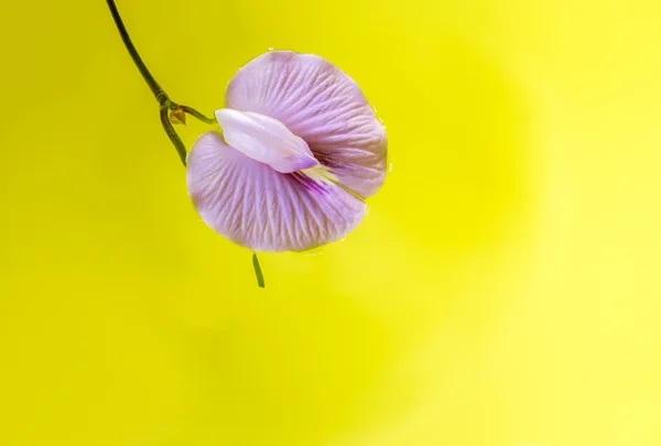 Flor de feijão roxo flutuando sobre fundo amarelo vívido . — Fotografia de Stock