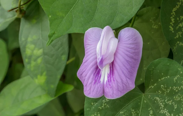 Frijol púrpura decorativo en jardín con vid . —  Fotos de Stock