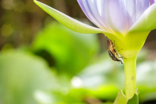 Insect spawn under purple lotus petals. — Stock Photo, Image