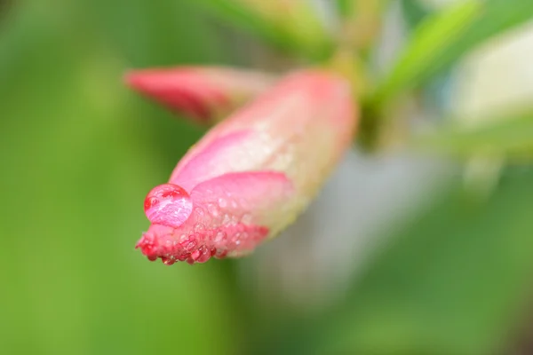 Lilia młody impala lub pustynia rose z kropli w ogrodzie wybierz f — Zdjęcie stockowe