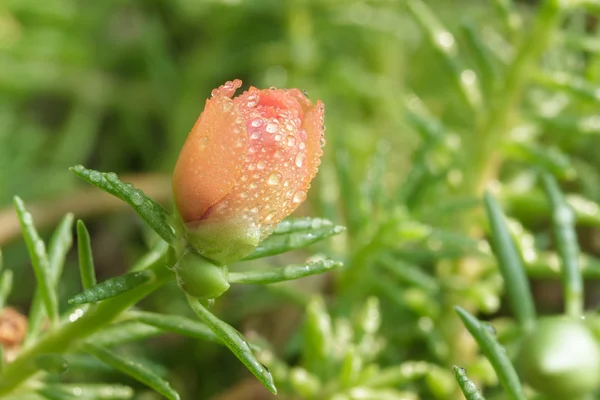 Purslane flower bud in garden. — Stock Photo, Image