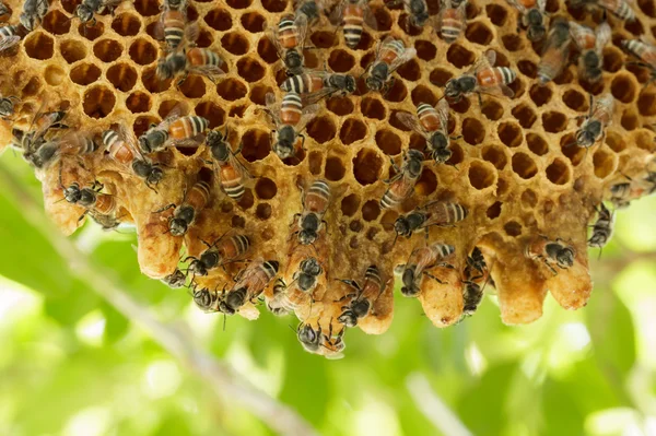 Closeup swarm of honeycomb on tree. — Stock Photo, Image