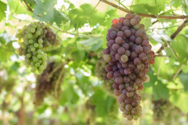 Üzüm bağında bir demet kırmızı üzüm.
