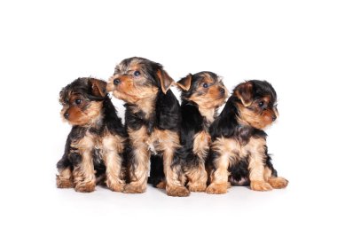 sevimli küçük yorkshire terrier köpek üzerine beyaz izole