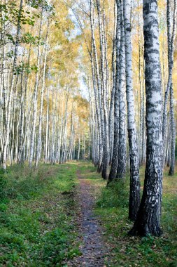 Sarı yaprakları ile huş ağaçlarının Grove