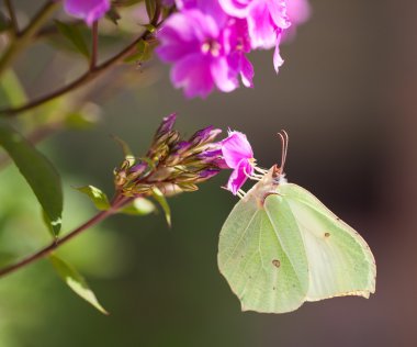 Mor çiçekte kelebek