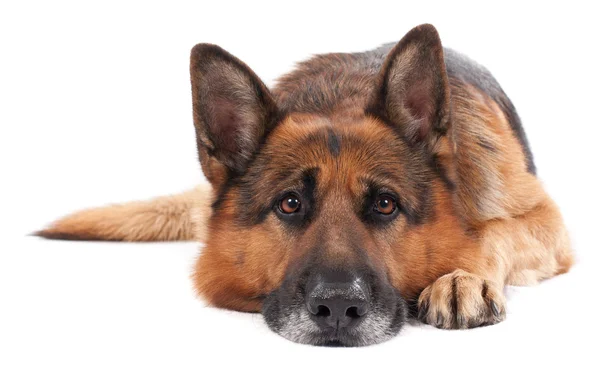 Duitse herder op een wit — Stockfoto