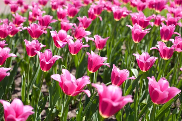 Tulipanes rosados —  Fotos de Stock