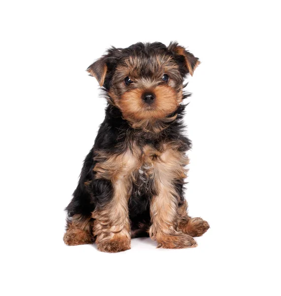 sevimli küçük yorkshire terrier köpek üzerine beyaz izole