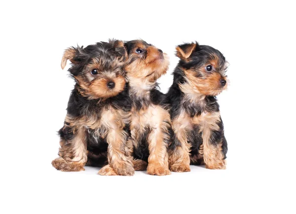 sevimli küçük yorkshire terrier köpek üzerine beyaz izole