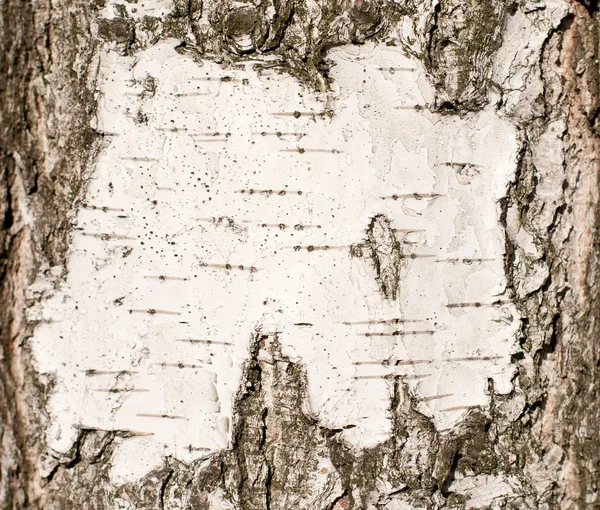 Huş arka plan ağaç kabuğu