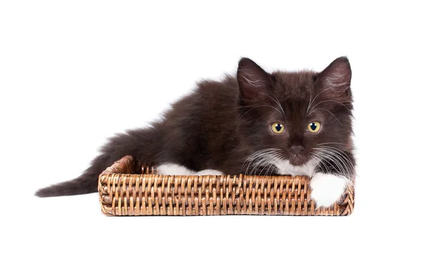 Beyaz kahverengi yavru kedibeyaz şeker kahverengi yavru kedi