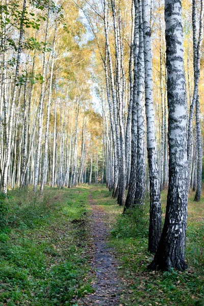 Sarı yaprakları ile huş ağaçlarının Grove