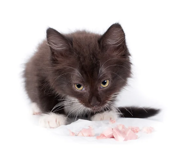 Beyaz yemek kahverengi yavru kedi