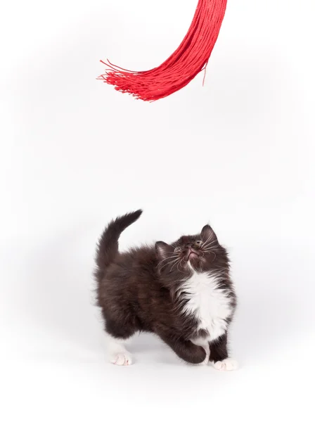 Püskül beyaz ile oynarken kahverengi yavru kedi