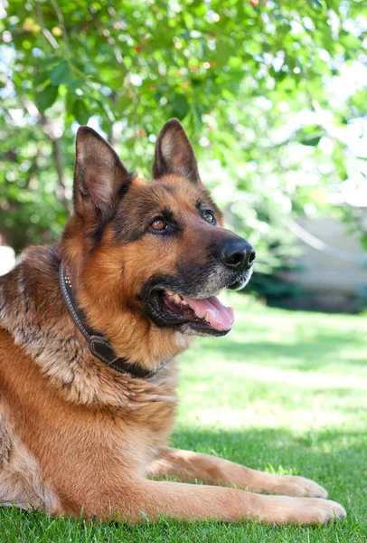 Tysk shepard hund — Stockfoto