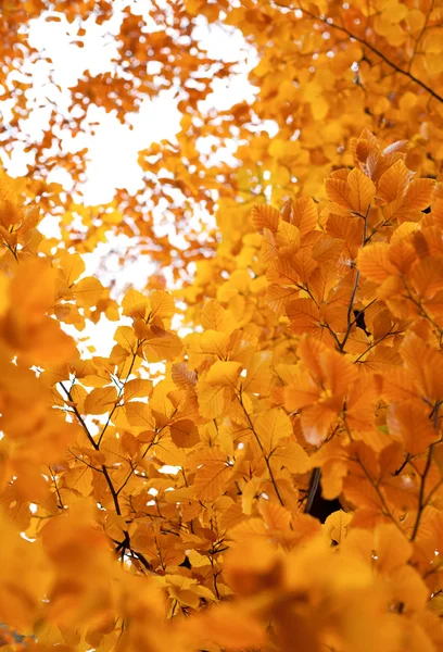 Hojas de otoño fondo — Foto de Stock