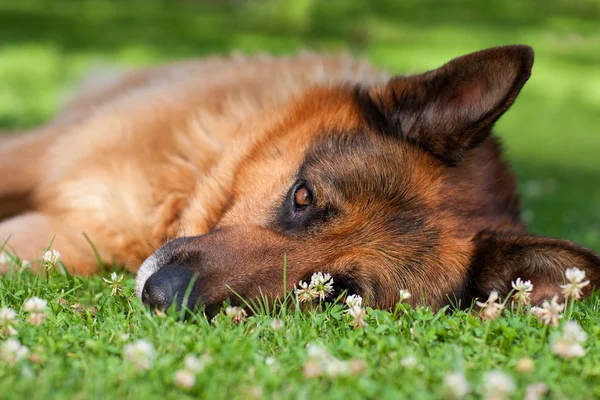 Alman çoban çim üzerinde yalan