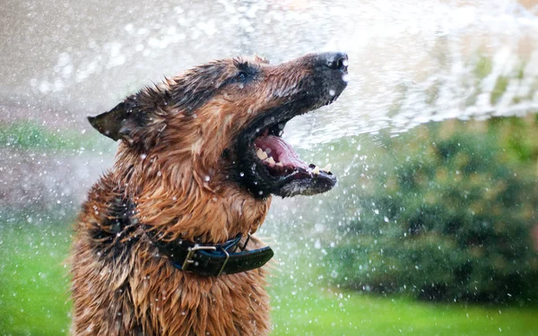 Мыть собаку Стоковое Фото