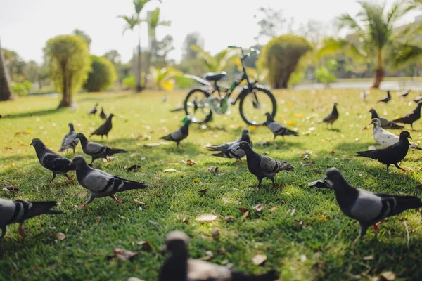 Palomas y bicicleta en el césped en el parque —  Fotos de Stock